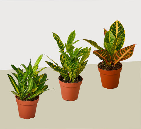 3 Croton variety pack, 4-inch pot