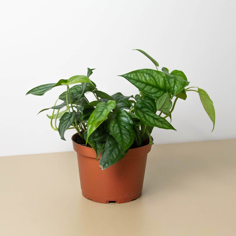 Load image into Gallery viewer, Monstera 'Siltepecana'
