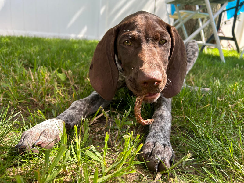 Load image into Gallery viewer, Organically Fed Quail Crunch Sticks &amp; Legs Pet Treats
