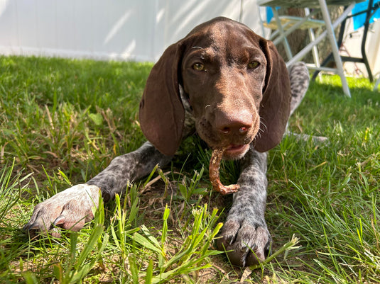 Organically Fed Quail Crunch Sticks & Legs Pet Treats