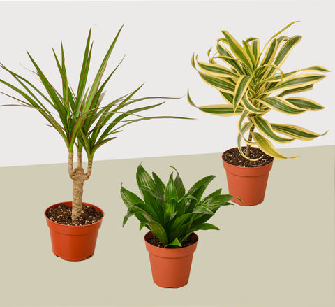 3 Dracaena variety pack, 4-inch pot