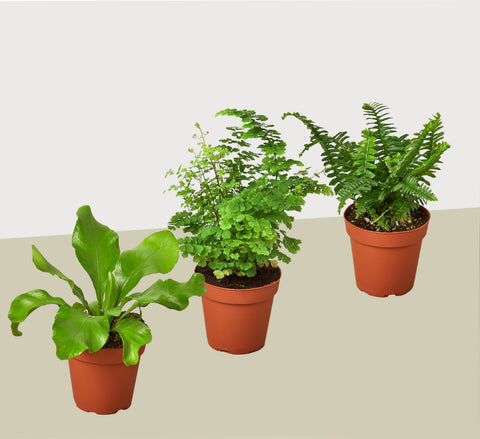 3 fern variety pack, 4-inch pot