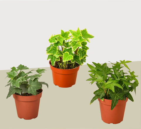 3 English Ivy variety pack, 4-inch pot