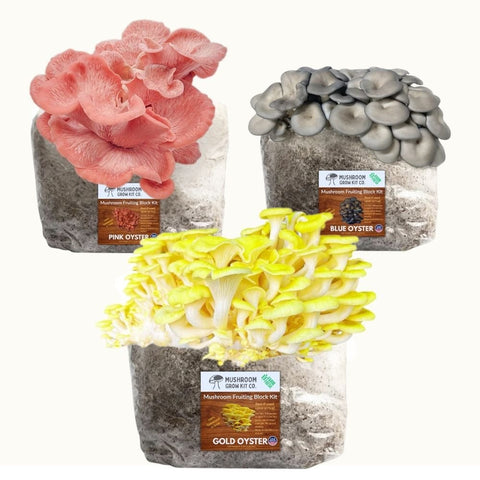3-pack gold, pink and blue oyster fruiting block, 15 pounds