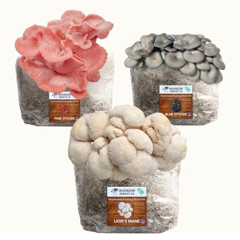 3-pack Lion's Mane, pink and blue oyster fruiting block, 15 pounds