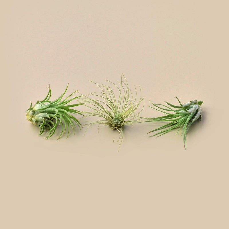Load image into Gallery viewer, Large Air Plant Bundle

