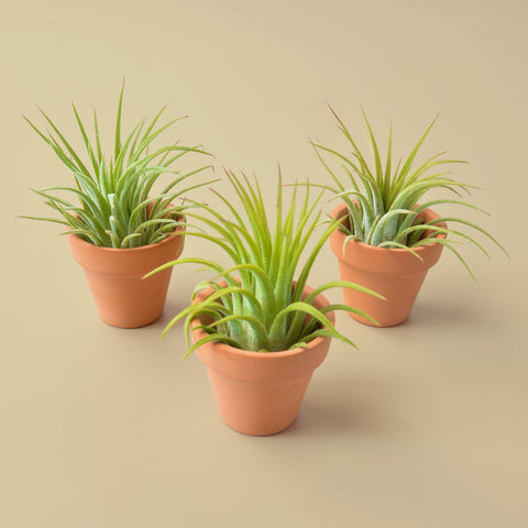 3 Ionantha air plants with mini terra cotta pots