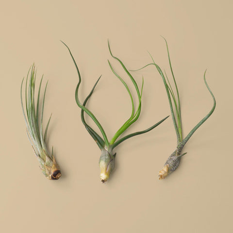 3 large Tillandsia air plant variety pack