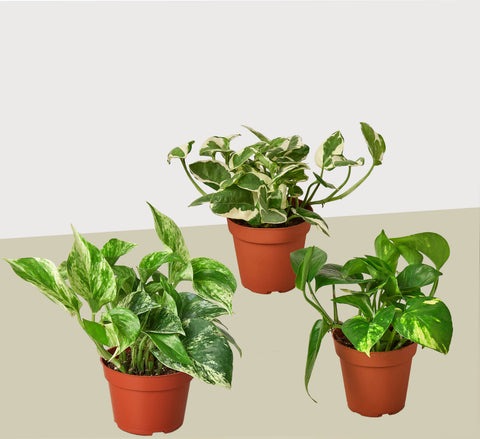 3 Pothos variety pack, 4-inch pot
