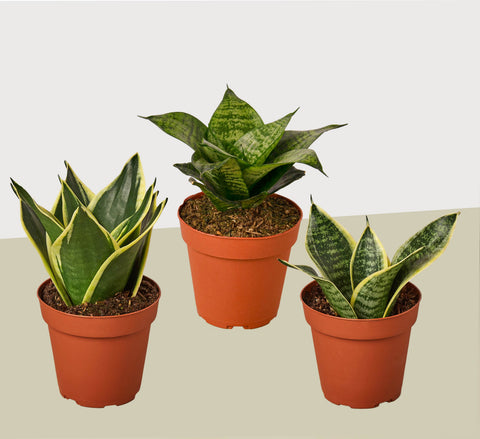 3 snake plant variety pack, 4-inch pots