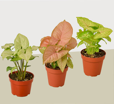 3 Syngonium arrowhead plant variety pack, 4-inch pot