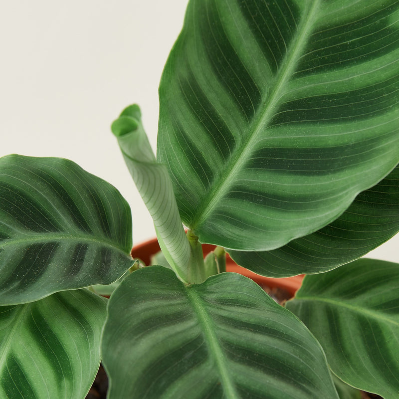 Load image into Gallery viewer, Calathea 'Zebrina' - 4" Pot
