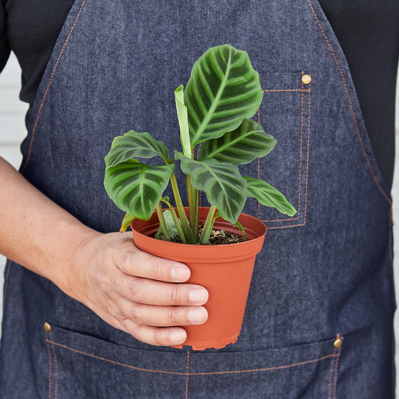 Load image into Gallery viewer, Calathea 'Zebrina' - 4" Pot
