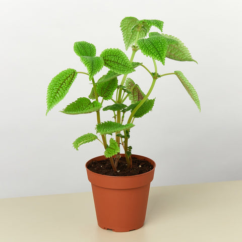 Pilea Moon Valley 4 Inch Pot