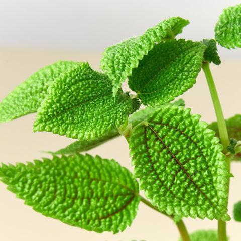Pilea 'Moon Valley' - 4