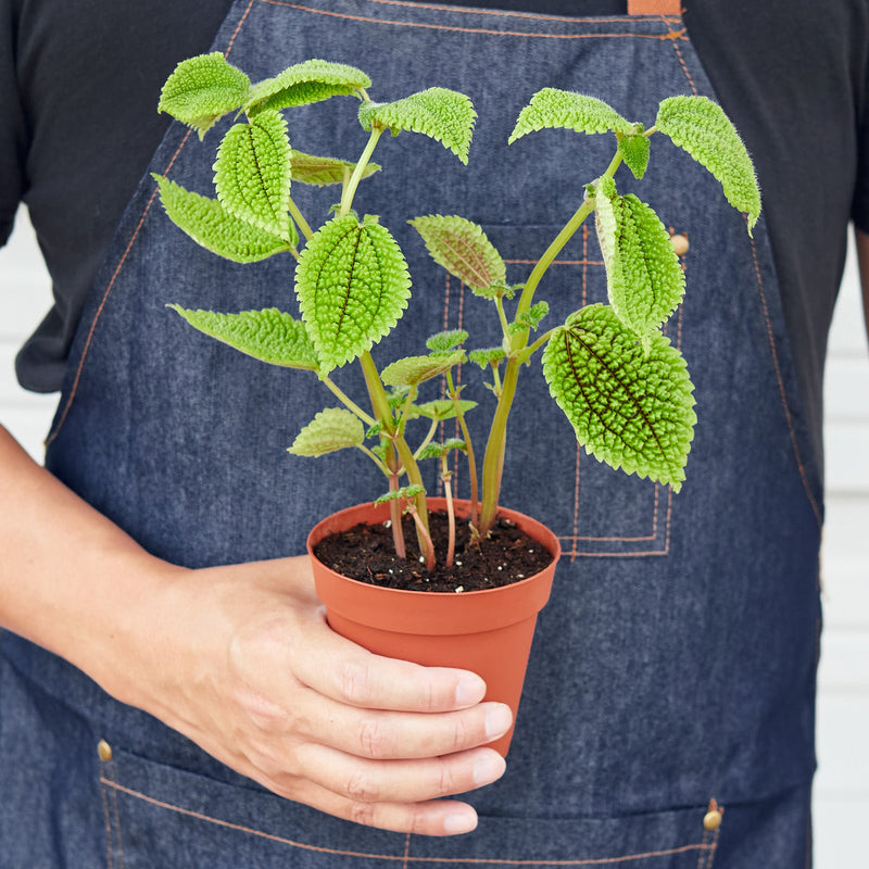 Load image into Gallery viewer, Pilea 'Moon Valley' - 4" Pot
