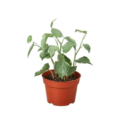 Peperomia 'Cupid', additional product view 2