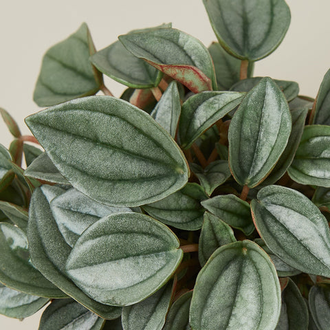 Peperomia 'Napoli Nights' - 4
