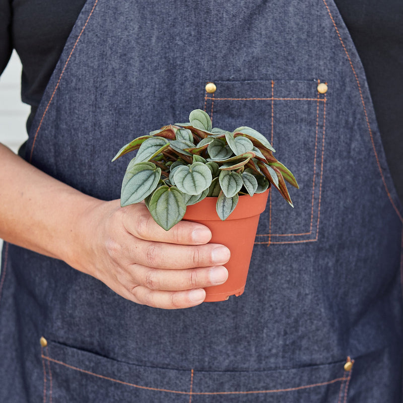 Load image into Gallery viewer, Peperomia 'Napoli Nights' - 4" Pot
