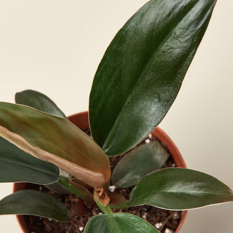 Philodendron 'Black Cardinal' - 4