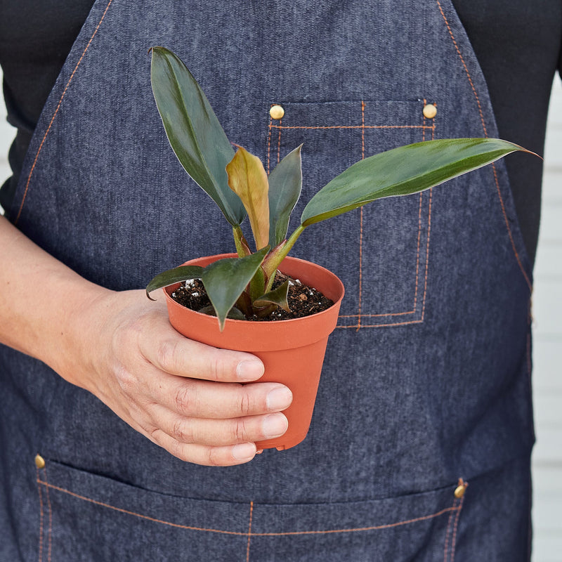 Load image into Gallery viewer, Philodendron 'Black Cardinal' - 4" Pot
