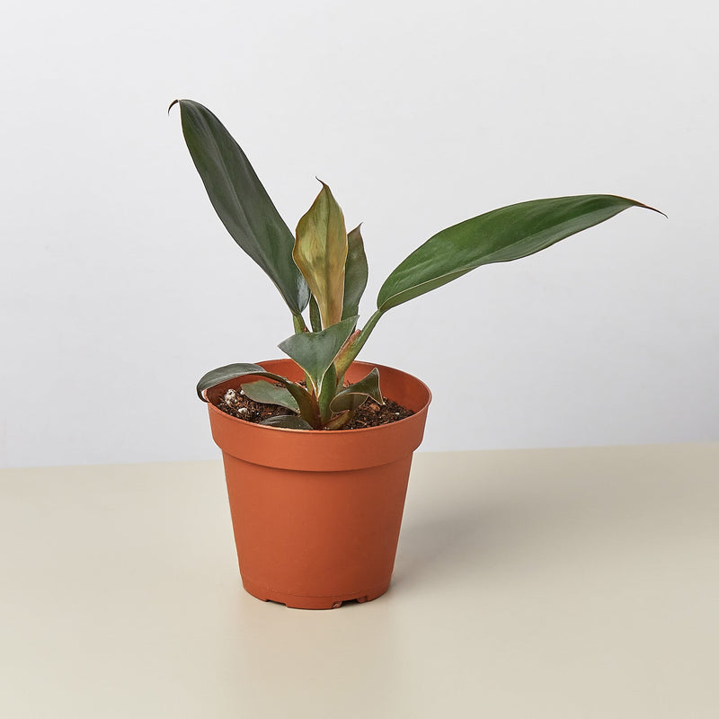 Load image into Gallery viewer, Philodendron 'Black Cardinal' - 4" Pot
