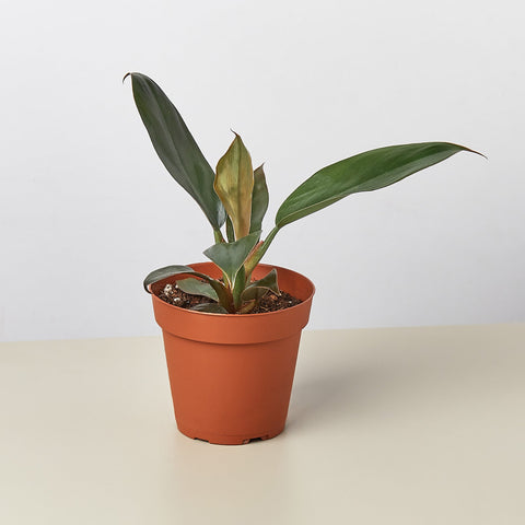 Philodendron Black Cardinal 4 Inch Pot