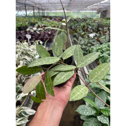 Hoya Eliptica