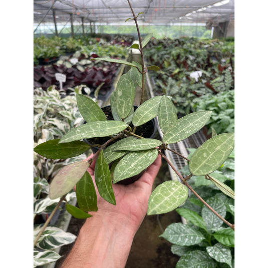 Hoya Eliptica