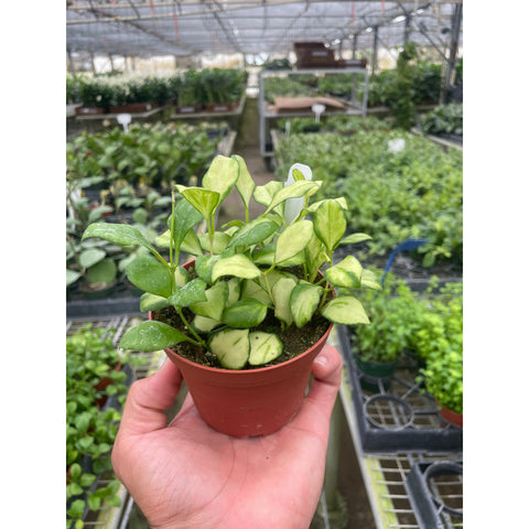 Hoya Heuschkeliana Variegated