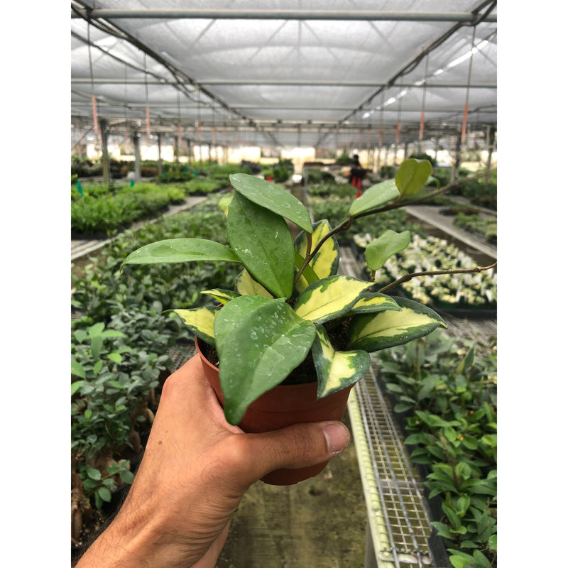 Load image into Gallery viewer, Hoya Carnosa 'Krimson Princess'
