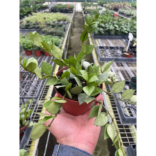 Hoya Krohniana Super Silver, additional product view 4