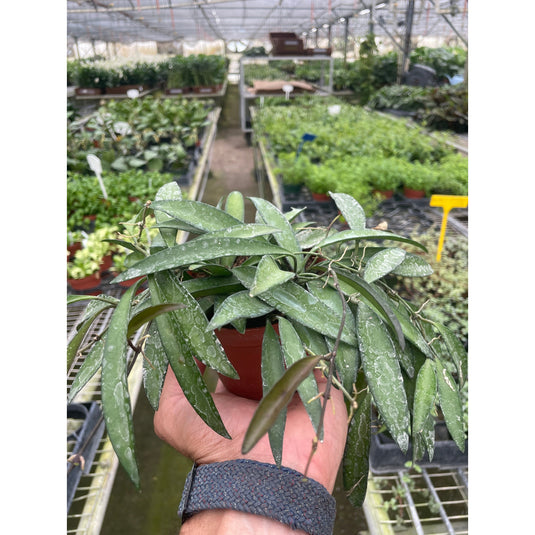 Hoya Wayetii
