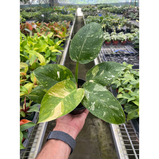 Philodendron Congo Nuclear