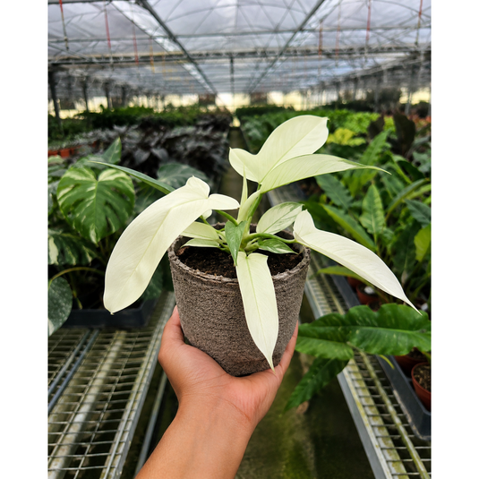 Philodendron 'Florida Ghost', additional product view 8