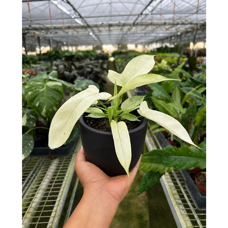 Load image into Gallery viewer, Philodendron 'Florida Ghost', additional product view 6
