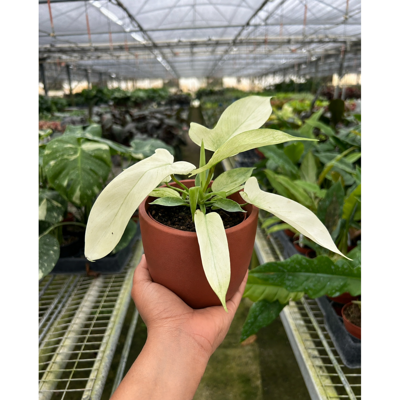 Load image into Gallery viewer, Philodendron 'Florida Ghost', additional product view 5
