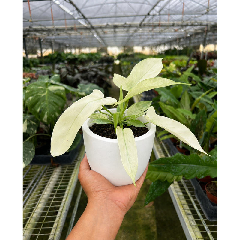 Load image into Gallery viewer, Philodendron 'Florida Ghost', additional product view 7
