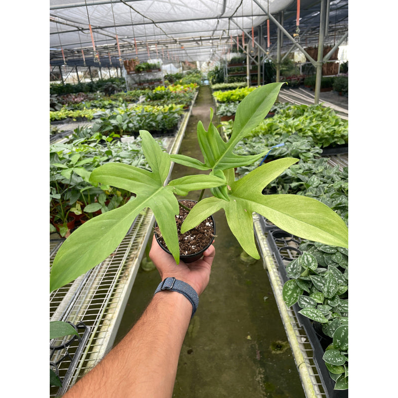 Load image into Gallery viewer, Philodendron 'Florida Ghost', additional product view 3
