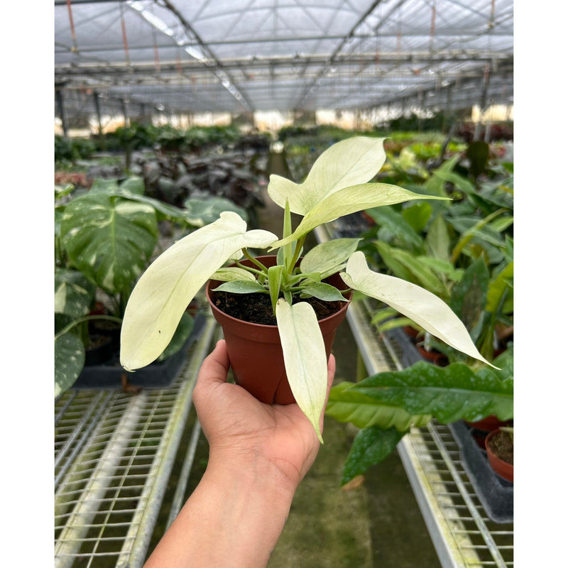 Load image into Gallery viewer, Philodendron Florida Ghost
