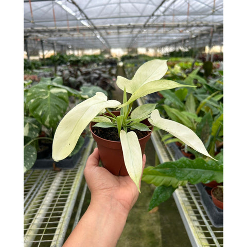 Philodendron Florida Ghost