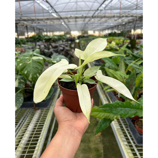 Philodendron Florida Ghost