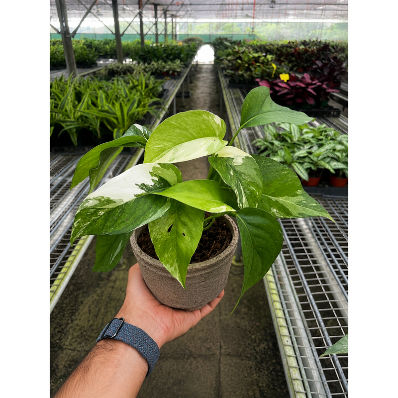 Load image into Gallery viewer, Pothos 'Albo Variegata', additional product view 7
