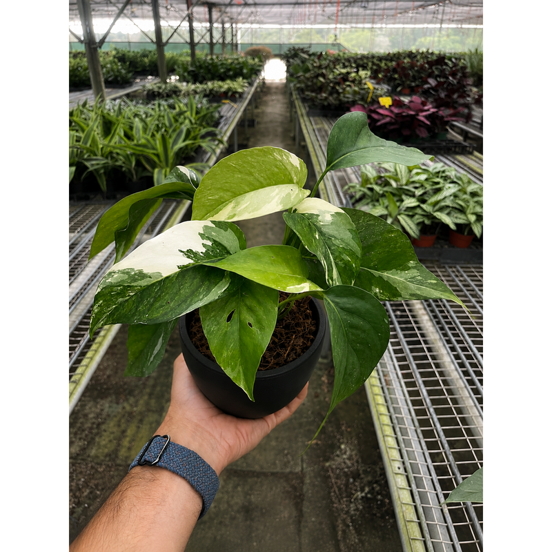 Load image into Gallery viewer, Pothos 'Albo Variegata', additional product view 5
