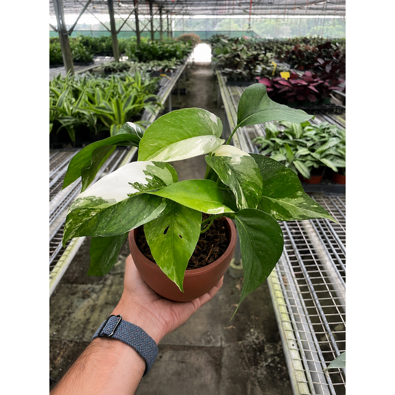 Load image into Gallery viewer, Pothos 'Albo Variegata', additional product view 4
