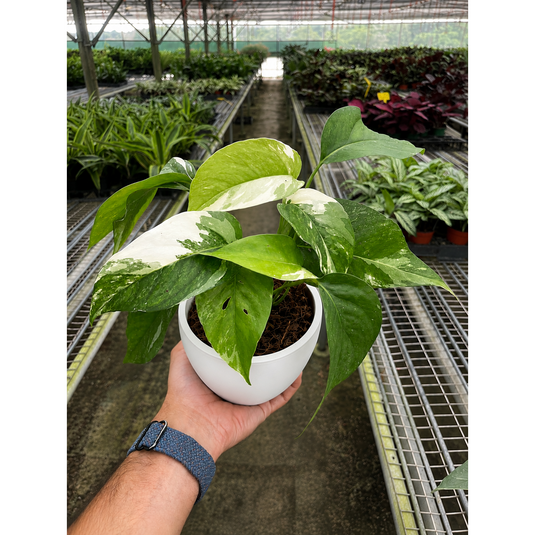 Pothos 'Albo Variegata', additional product view 6