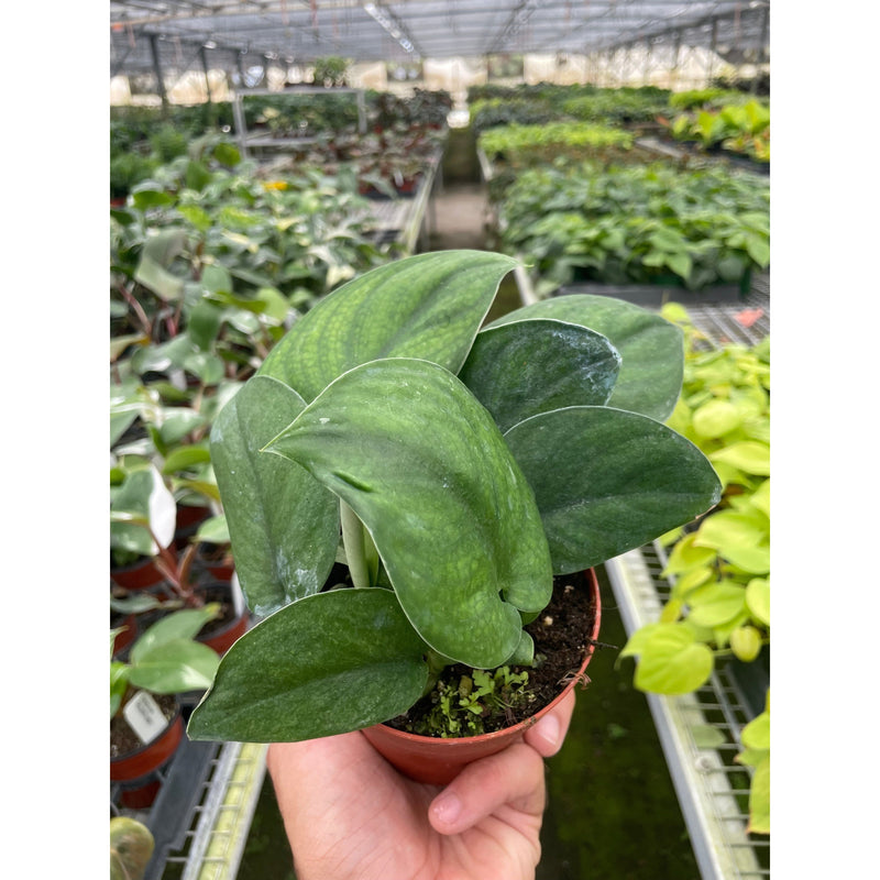 Load image into Gallery viewer, Pothos Jade Satin
