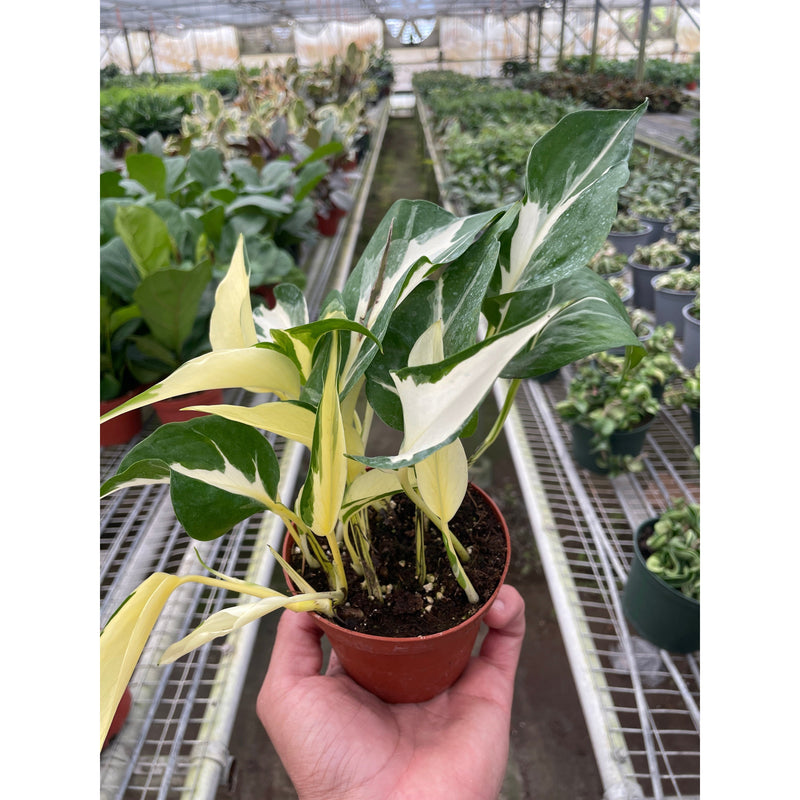 Load image into Gallery viewer, Pothos 'Mutant Manjula', additional product view 3
