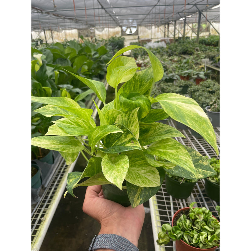 Load image into Gallery viewer, Pothos Neon Queen
