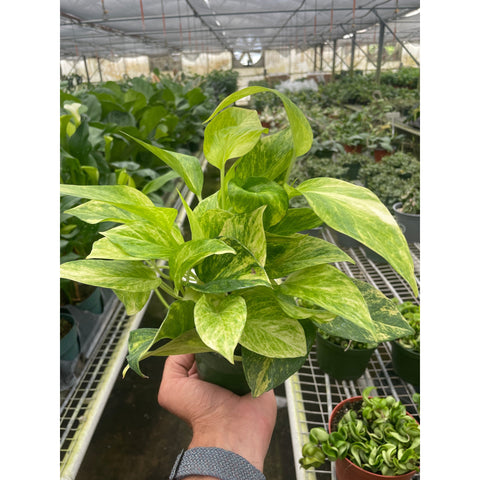 Pothos Neon Queen